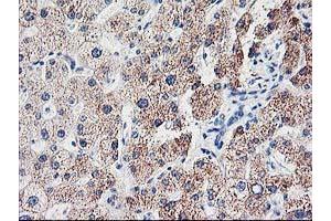 Image no. 1 for anti-Cyclin-Dependent Kinase Inhibitor 3 (CDKN3) antibody (ABIN1497459) (CDKN3 Antikörper)