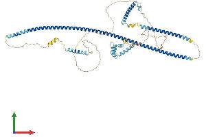 Protein Structure (PS) image for RAB11 Family Interacting Protein 4 (Class II) (RAB11FIP4) (AA 1-635) protein (His tag) (ABIN7558820)