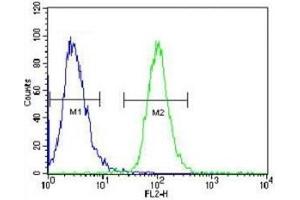 AKT2 antibody flow cytometric analysis of HeLa cells (right histogram) compared to a negative control (left histogram).