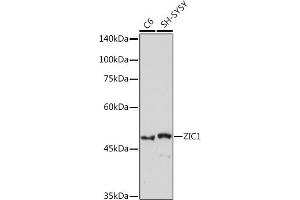 Western blot analysis of extracts of various cell lines, using ZIC1 Rabbit mAb (ABIN7271536) at 1:1000 dilution. (ZIC1 Antikörper)