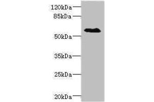 Western blot All lanes: SLC1A7antibody IgG at 1. (SLC1A7 Antikörper  (AA 115-220))