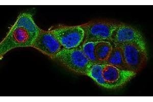 Immunofluorescence analysis of A431 cells using CDH16 mouse mAb (green).