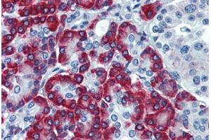 Human Pancreas: Formalin-Fixed, Paraffin-Embedded (FFPE) (SSR1 Antikörper  (AA 33-287))