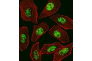 Immunofluorescence (IF) image for anti-Regulatory Factor X, 1 (Influences HLA Class II Expression) (RFX1) antibody (ABIN2998977) (RFX1 Antikörper)