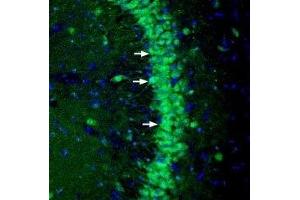 Expression of NGL-3 in mouse hippocampus - Immunohistochemical staining of perfusion-fixed frozen mouse brain sections with Anti-NGL-3/LRRC4B (extracellular) Antibody (ABIN7043300, ABIN7044736 and ABIN7044737), (1:200), followed by goat anti-rabbit-AlexaFluor-488. (LRRC4B Antikörper  (Extracellular))