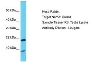 Image no. 1 for anti-Gremlin 1 (GREM1) (AA 51-100) antibody (ABIN6750392) (GREM1 Antikörper  (AA 51-100))