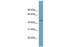 PELI1 antibody used at 1 ug/ml to detect target protein. (Pellino 1 Antikörper)