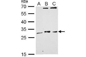 WB Image MAF1 antibody detects MAF1 protein by Western blot analysis. (MAF1 Antikörper  (Center))
