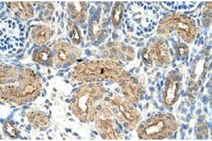 Immunohistochemical staining (Formalin-fixed paraffin-embedded sections) of human kidney with CTDSPL polyclonal antibody  at 4-8 ug/mL working concentration. (CTDSPL Antikörper  (N-Term))