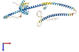 RASSF9 Protein (AA 1-435) (His tag)