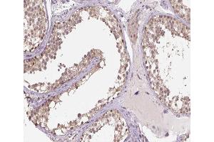 ABIN6266906 at 1/100 staining human testis tissue sections by IHC-P. (HSPH1 Antikörper  (C-Term))