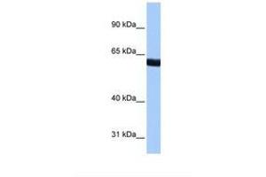 Image no. 1 for anti-Zinc Finger Protein 350 (ZNF350) (AA 108-157) antibody (ABIN6737806) (ZNF350 Antikörper  (AA 108-157))