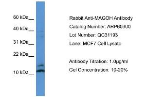 WB Suggested Anti-MAGOH  Antibody Titration: 0.