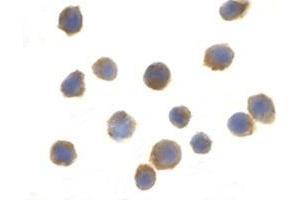 Immunocytochemistry of TSC1 in EL4 cells with this product at 2 μg/ml (TSC1 Antikörper  (both Isoforms, Middle Region))