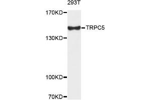 Western blot analysis of extracts of 293T cells, using TRPC5 antibody. (TRPC5 Antikörper)