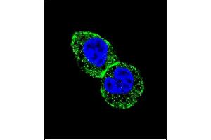 Confocal immunofluorescent analysis of IDH1 Antibody (N-term) (ABIN391659 and ABIN2841570) with HepG2 cell followed by Alexa Fluor 488-conjugated goat anti-rabbit lgG (green).