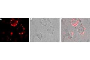 Expression of GluA2 in rat PC12 cellsCell surface detection of GluA2 in live intact rat pheochromocytoma PC12 cells.