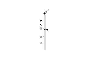 Anti-UGT2B4 Antibody (C-term)at 1:2000 dilution + human liver lysates Lysates/proteins at 20 μg per lane. (UGT2B4 Antikörper  (C-Term))