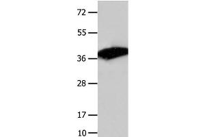 Western Blot analysis of Mouse liver tissue using COPS5 Polyclonal Antibody at dilution of 1:1550 (COPS5 Antikörper)