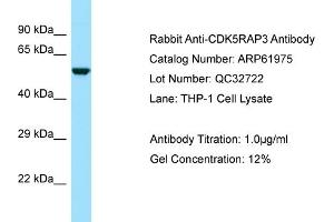 Western Blotting (WB) image for anti-CDK5 Regulatory Subunit Associated Protein 3 (CDK5RAP3) (N-Term) antibody (ABIN970373) (CDK5RAP3 Antikörper  (N-Term))