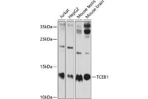 Western blot analysis of extracts of various cell lines, using TCEB1 antibody (ABIN6131624, ABIN6148930, ABIN6148932 and ABIN6219151) at 1:1000 dilution. (TCEB1 Antikörper  (AA 1-112))