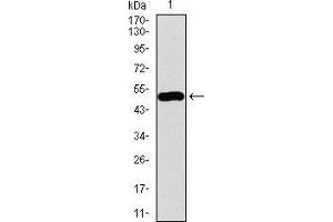 Western blot analysis using GNL3 mAb against human GNL3 recombinant protein.