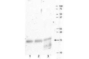 Western Blot of Histone H3 pT3/R2Me2s (RABBIT) Antibody.