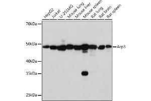 Western blot analysis of extracts of various cell lines, using Arp3 Rabbit mAb (ABIN7265676) at 1:1000 dilution. (ACTR3 Antikörper)