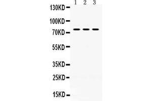 Anti- PAK5 Picoband antibody, Western blottingAll lanes: Anti PAK5  at 0.
