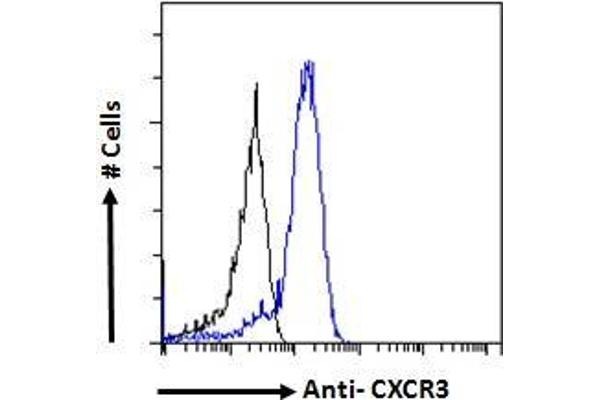 CXCR3 Antikörper  (C-Term)