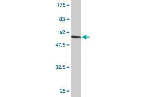 Western Blot detection against Immunogen (59.
