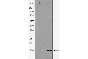 Western blot analysis of extracts of HeLa, using H3K14me1 antibody. (Histone 3 Antikörper  (H3K14me))