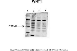 Sample Type: 1. (WNT1 Antikörper  (Middle Region))