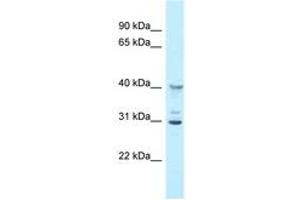 Image no. 1 for anti-2'-5' Oligoadenylate Synthetase 1G (OAS1G) (AA 60-109) antibody (ABIN6747816) (OAS1G Antikörper  (AA 60-109))