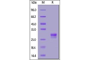 SDS-PAGE (SDS) image for Tumor Necrosis Factor (Ligand) Superfamily, Member 15 (TNFSF15) (AA 72-251) (Active) protein (His tag) (ABIN7013756)