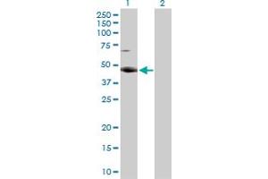 Western Blot analysis of RBMS2 expression in transfected 293T cell line by RBMS2 MaxPab rabbit polyclonal antibody. (RBMS2 Antikörper  (AA 1-407))