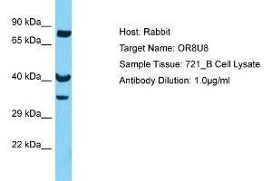 Host: Rabbit Target Name: OR8U8 Sample Type: 721_B Whole Cell lysates Antibody Dilution: 1. (Olfactory Receptor, Family 8, Subfamily U, Member 8 (OR8U8) (C-Term) Antikörper)