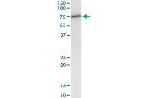 WHSC2 MaxPab polyclonal antibody. (WHSC2 Antikörper  (AA 1-528))