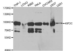 Western blot analysis of extracts of various cell lines, using KIF2C antibody (ABIN5973166) at 1/1000 dilution.