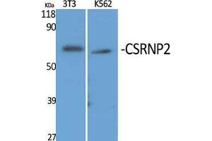 Western Blot (WB) analysis of specific cells using CSRNP2 Polyclonal Antibody. (CSRNP2 Antikörper  (Internal Region))