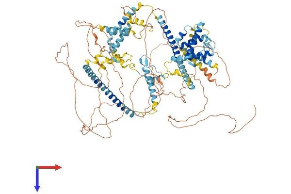 FAM29A Protein (AA 1-955) (His tag)