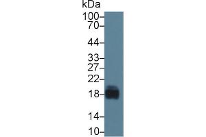 Western Blot; Sample: Porcine Cerebrum lysate; Primary Ab: 1µg/ml Rabbit Anti-Porcine CD59 Antibody Second Ab: 0. (CD59 Antikörper  (AA 26-98))