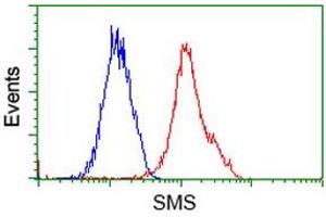 Flow Cytometry (FACS) image for anti-Spermine Synthase, SMS (SMS) antibody (ABIN1501097) (SMS Antikörper)