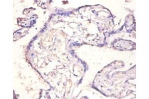 Immunohistochemistry of paraffin-embedded human placenta tissue using ABIN7156834 at dilution of 1:100 (IL18BP Antikörper  (AA 31-183))