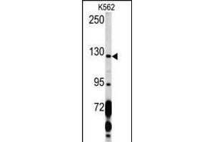 Western blot analysis of PDGFRA Antibody (C-term ) (ABIN392022 and ABIN2841798) in K562 cell line lysates (35 μg/lane). (PDGFRA Antikörper  (C-Term))