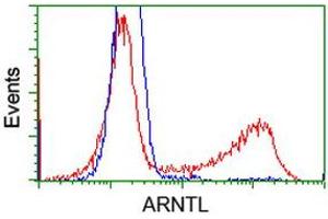 HEK293T cells transfected with either RC207870 overexpress plasmid (Red) or empty vector control plasmid (Blue) were immunostained by anti-ARNTL antibody (ABIN2452787), and then analyzed by flow cytometry.