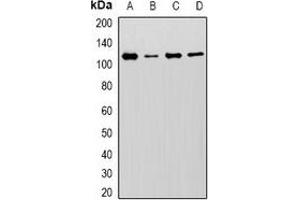 Western blot analysis of MCM6 expression in U251 (A), Hela (B), Jurkat (C), mouse spleen (D) whole cell lysates.