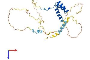 NK6 Homeobox 3 Protein (NKX6-3) (AA 1-262) (His tag)