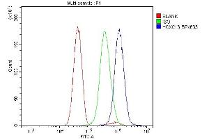 Flow Cytometry analysis of U251 cells using anti-HOXC13 antibody (ABIN7602314). (HOXC13 Antikörper  (AA 7-155))