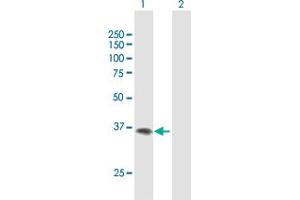 Western Blot analysis of F11R expression in transfected 293T cell line by F11R MaxPab polyclonal antibody. (F11R Antikörper  (AA 1-299))